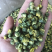 江苏杭白菊胎菊胎米菊花茶