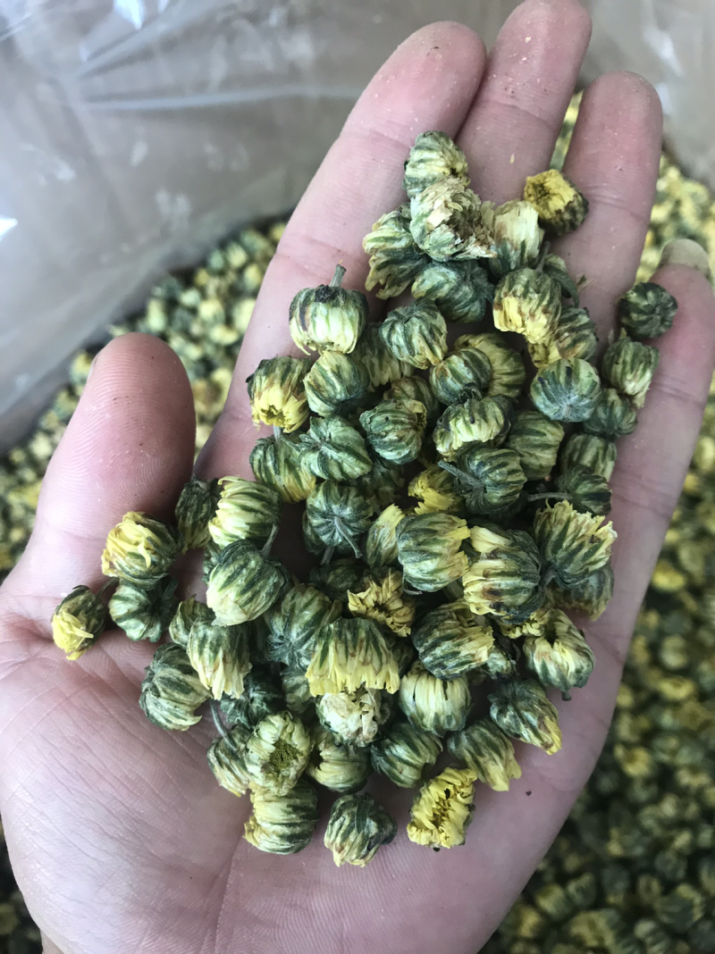 江苏杭白菊胎菊胎米菊花茶