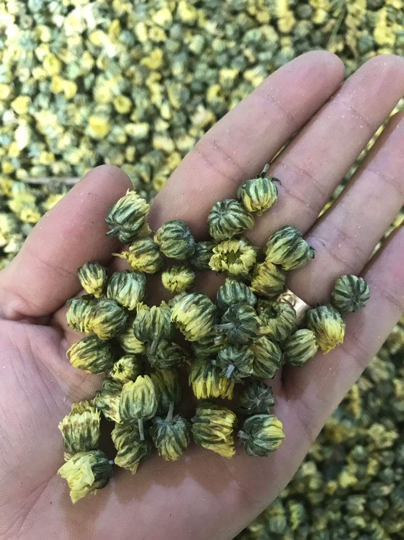 江苏杭白菊胎菊胎米菊花茶