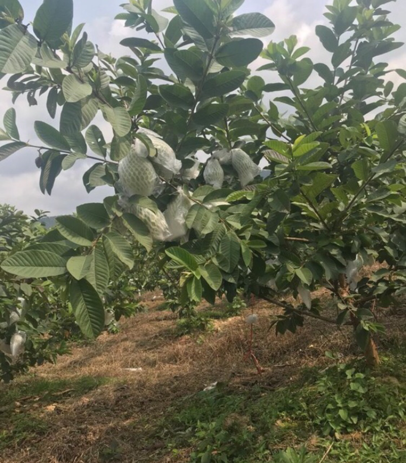 珍珠番石榴