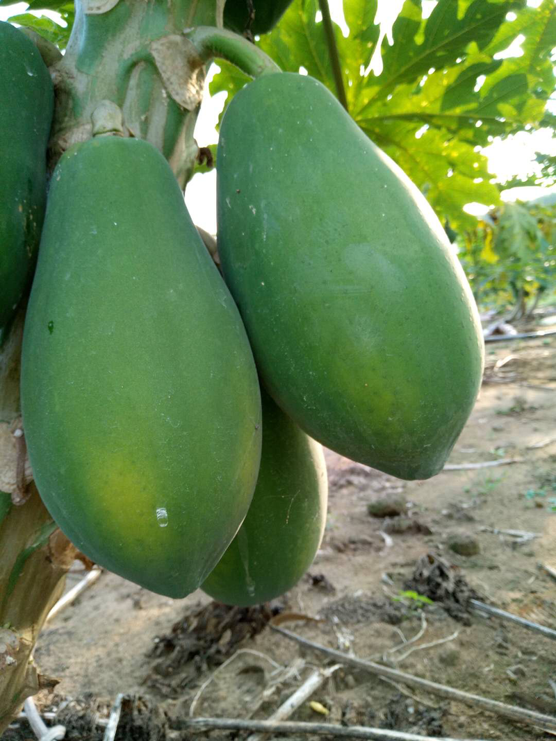 木瓜大青水果木瓜产地种植了100多亩，质优价廉