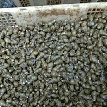 螺蛳1.5以上，产地直发，可视频看货，欢迎来购