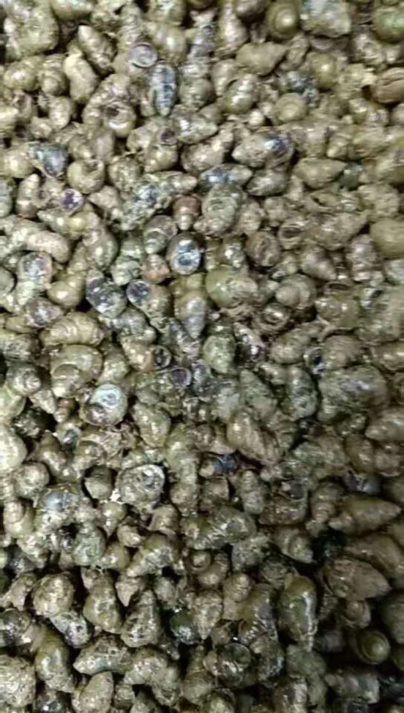 螺蛳1.5以上，产地直发，可视频看货，欢迎来购