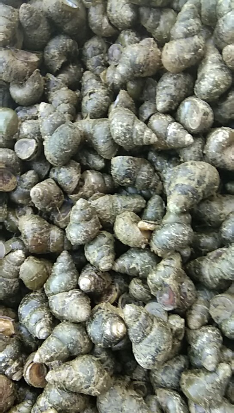 精品螺蛳，货量充足，可视频看货，欢迎客商来电咨询
