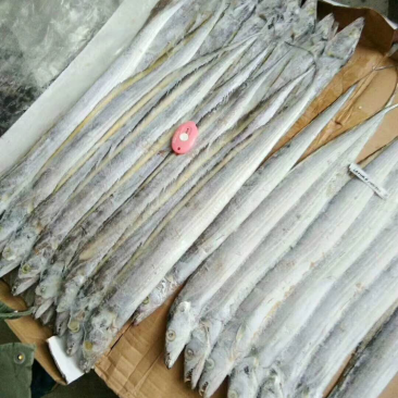 东海刀鱼