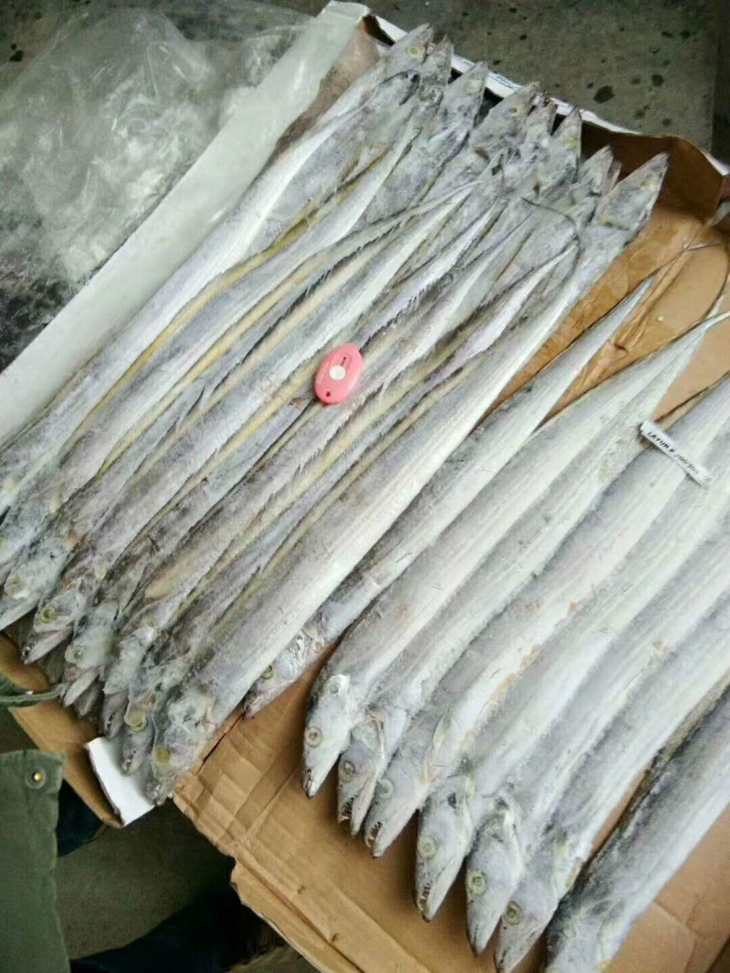 东海刀鱼