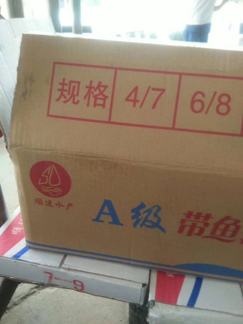 东海刀鱼