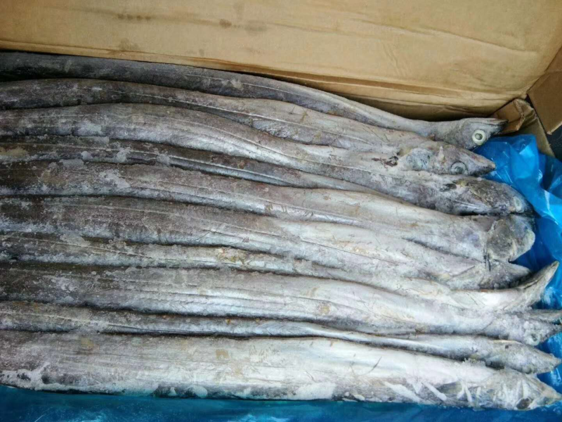 东海刀鱼