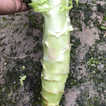 红叶窝笋