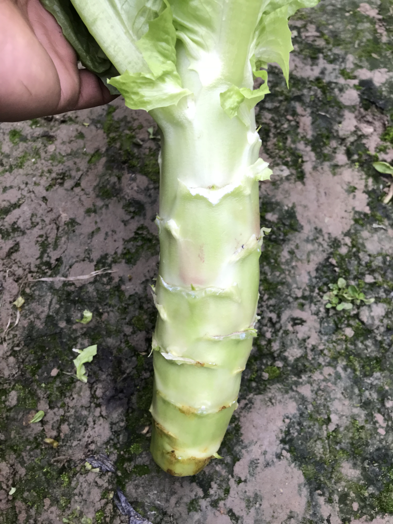 红叶窝笋