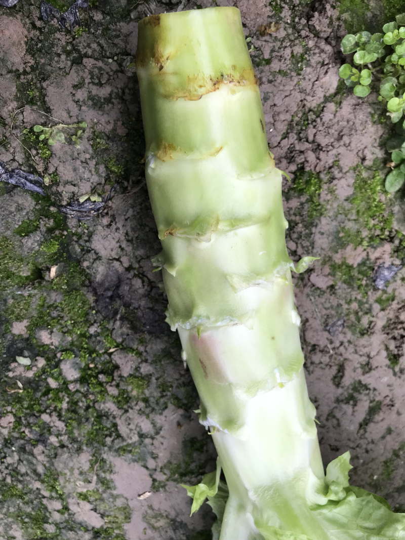 红叶窝笋