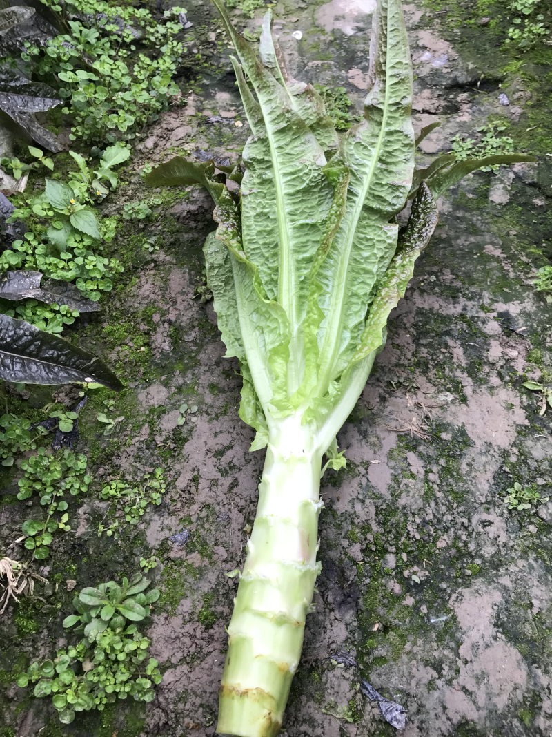 红叶窝笋