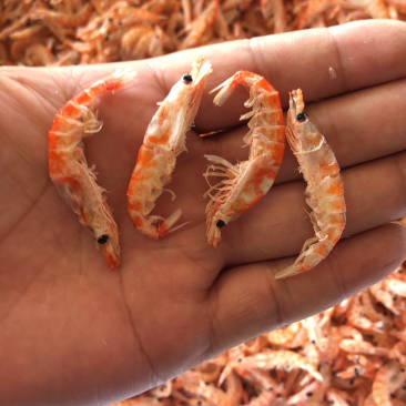 磷虾干