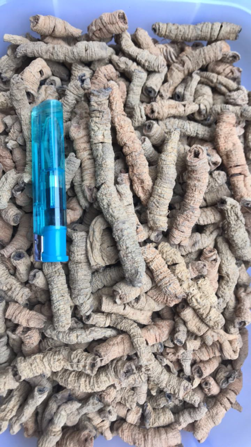 巴戟天