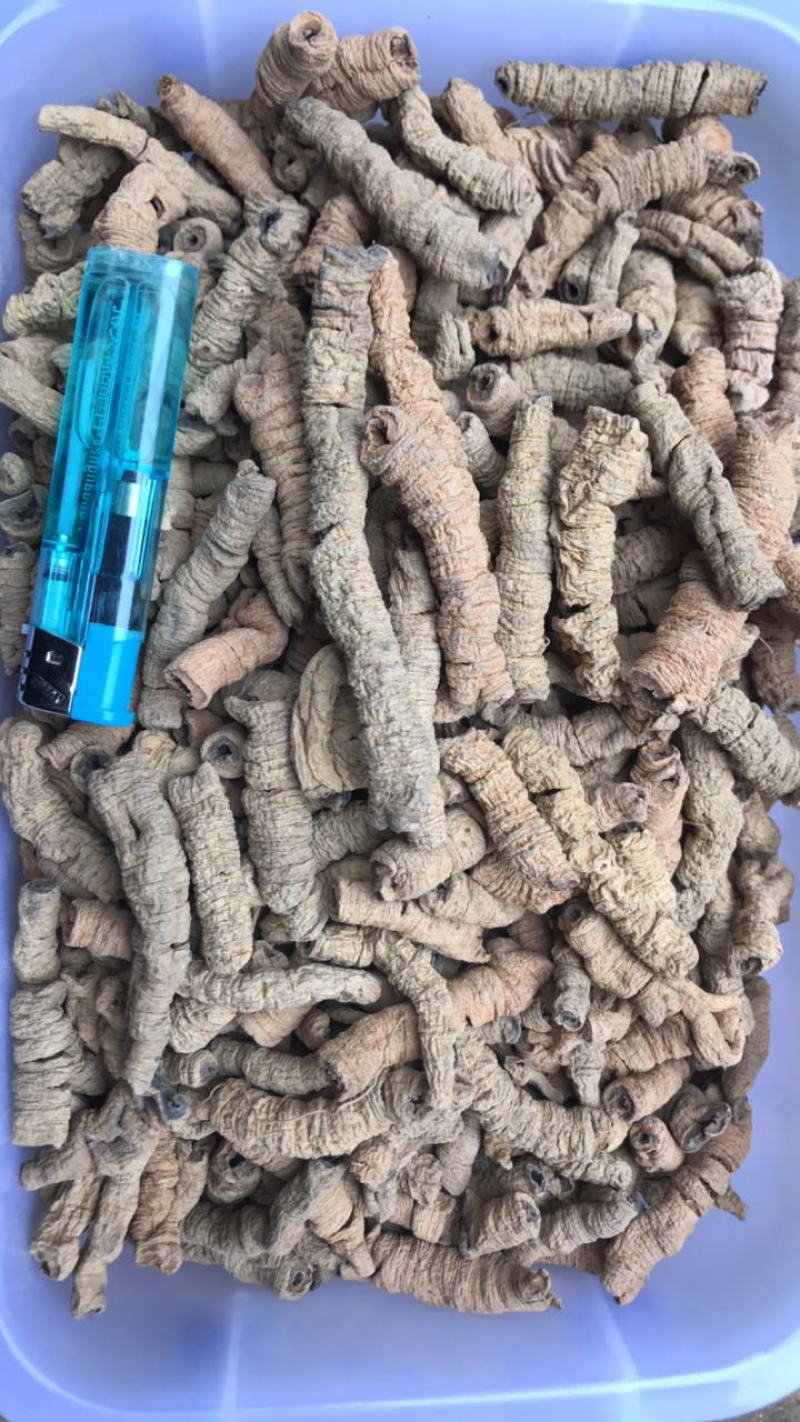 巴戟天