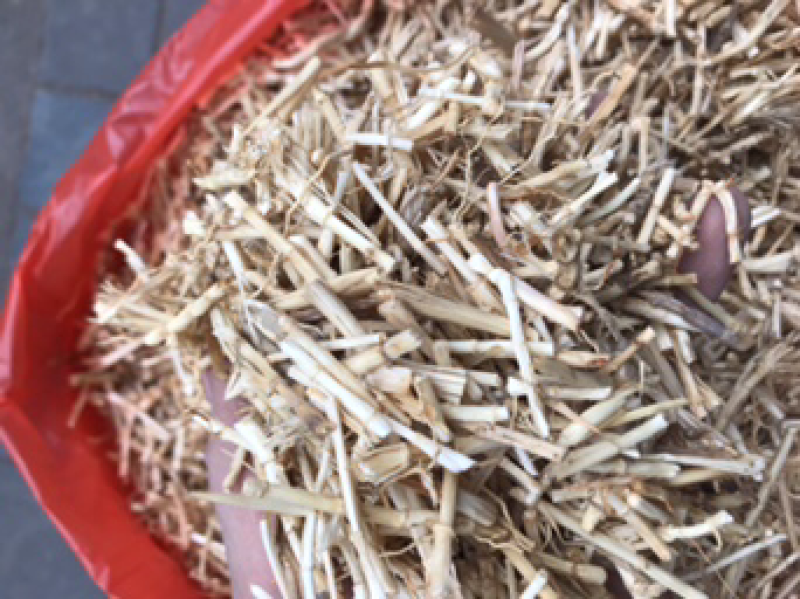 白茅根