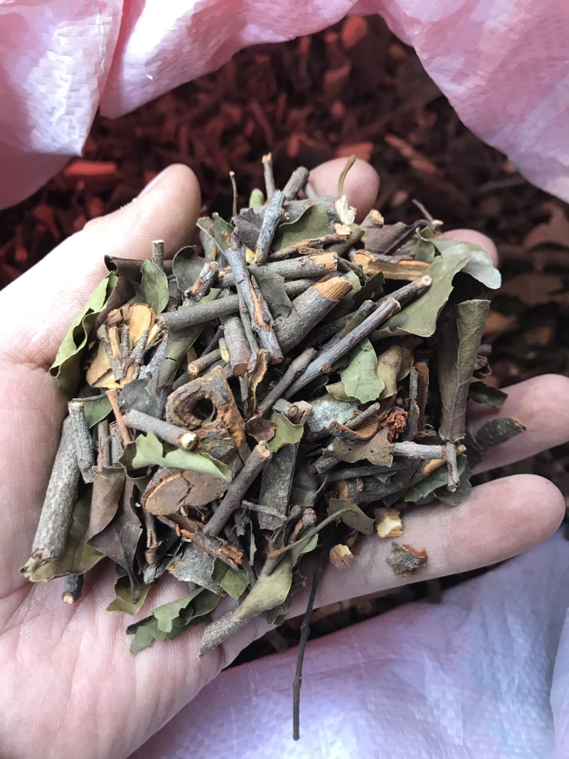 2121年，正宗桑寄生，桑树寄生茶，清绿香味十足，新货.