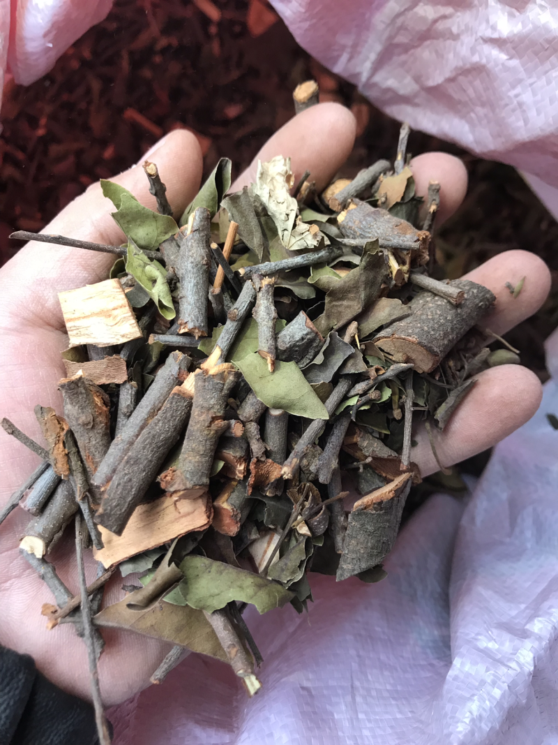 2121年，正宗桑寄生，桑树寄生茶，清绿香味十足，新货.