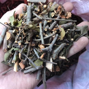 2121年，正宗桑寄生，桑树寄生茶，清绿香味十足，新货.
