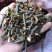 2121年，正宗桑寄生，桑树寄生茶，清绿香味十足，新货.
