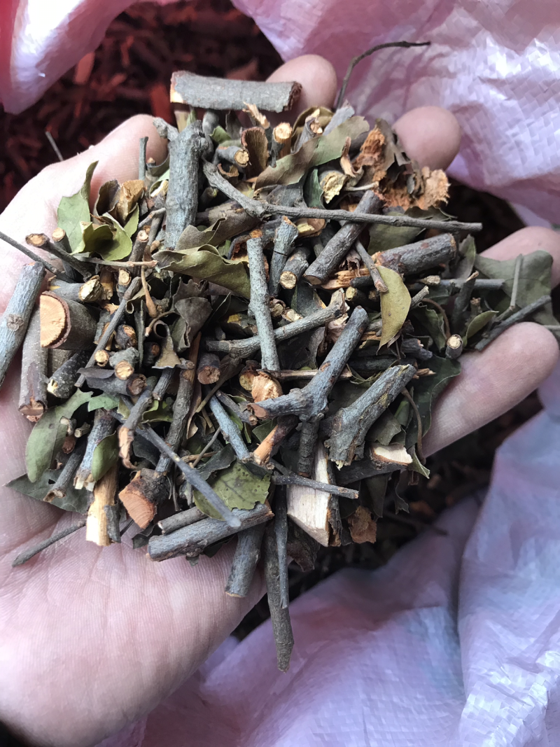 2121年，正宗桑寄生，桑树寄生茶，清绿香味十足，新货.