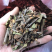 2121年，正宗桑寄生，桑树寄生茶，清绿香味十足，新货.