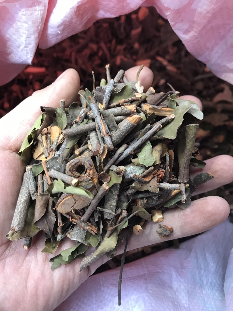 2121年，正宗桑寄生，桑树寄生茶，清绿香味十足，新货.