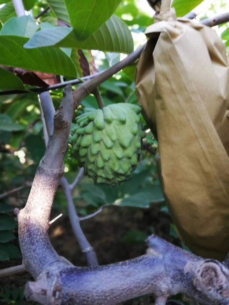 云南凤梨释迦