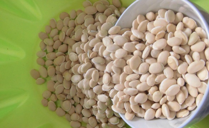 白扁豆