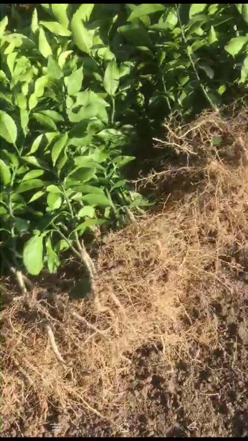 爱媛红美人柑橘苗枝条