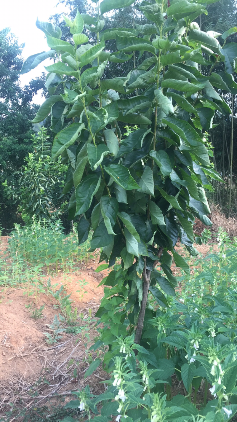 车厘子大樱桃苗，适合南北种植，自花授粉