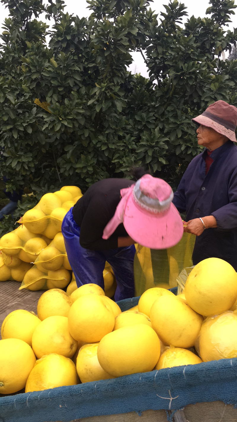 果爸果妈文旦柚浙江玉环正宗产地直销