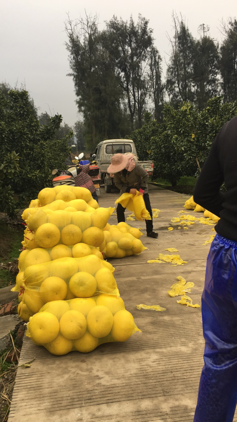 果爸果妈文旦柚浙江玉环正宗产地直销