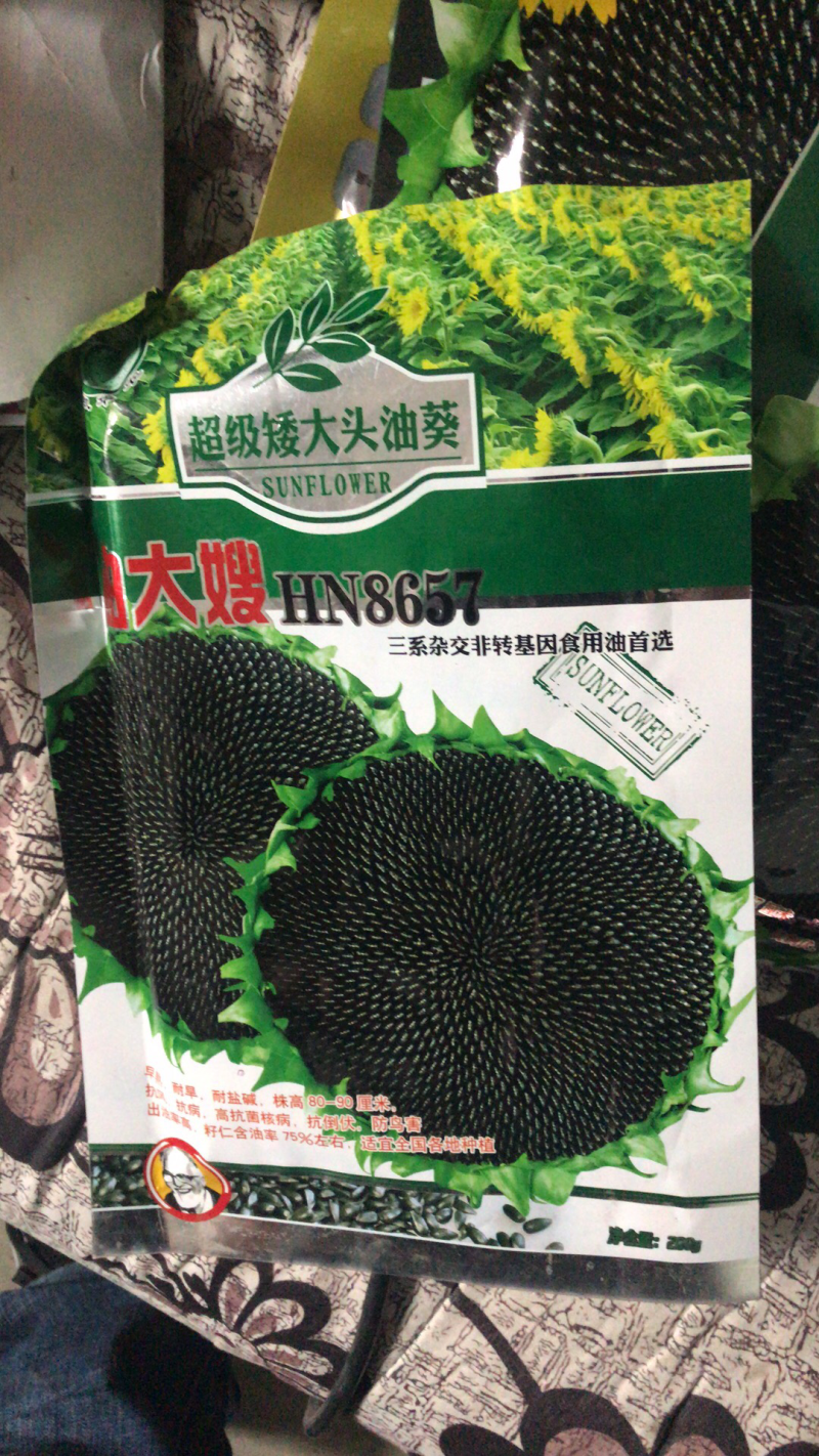 高产超级矮大头油葵种子出油多抗盐碱