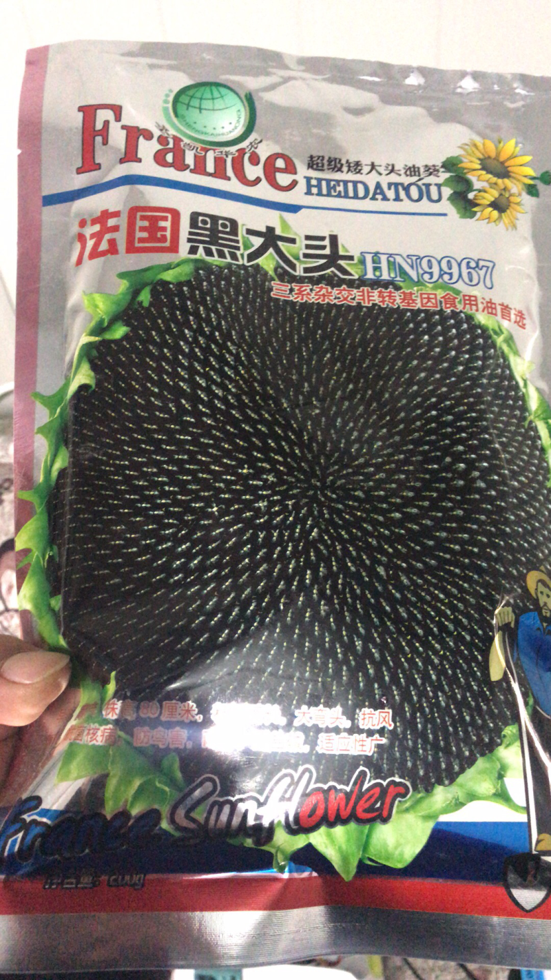 高产超级矮大头油葵种子出油多抗盐碱