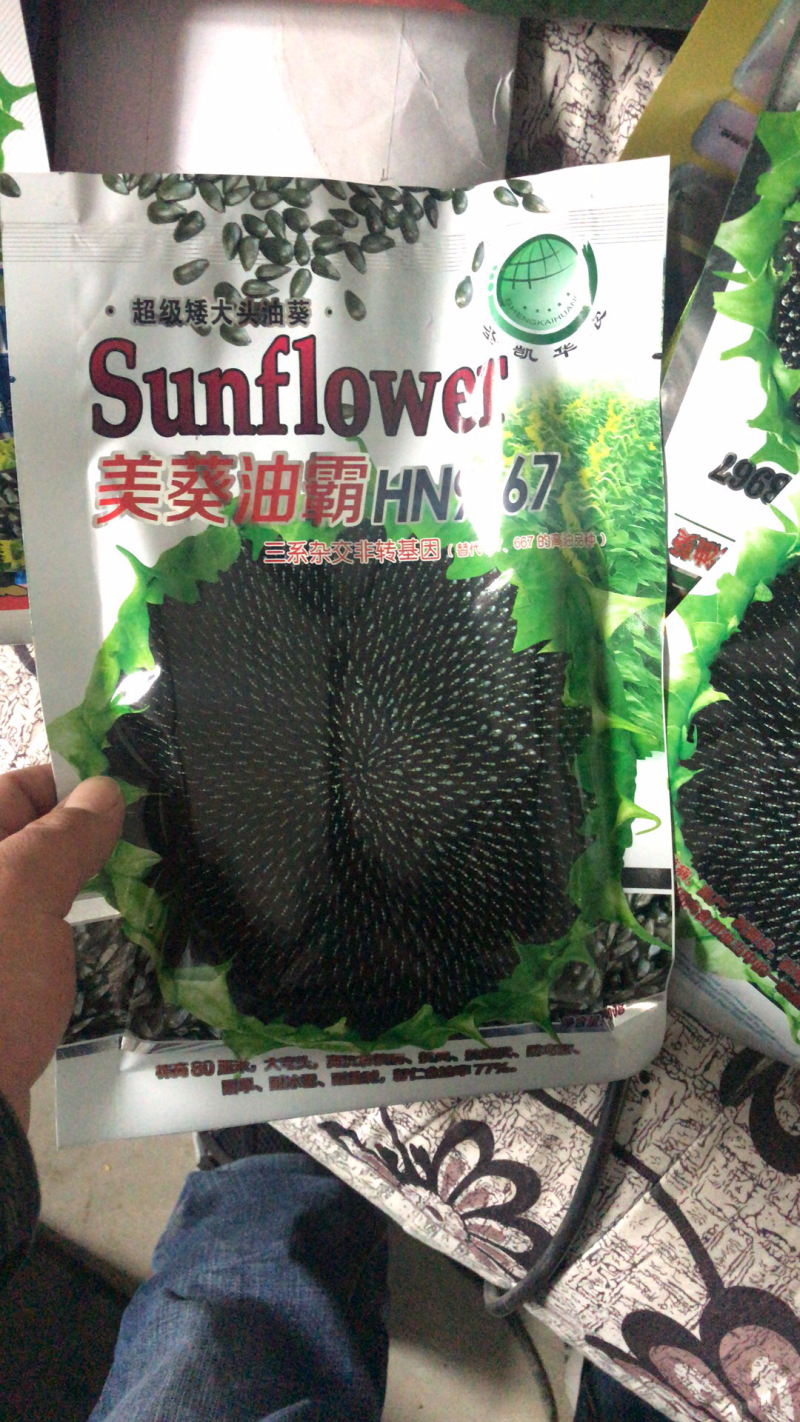 高产超级矮大头油葵种子出油多抗盐碱