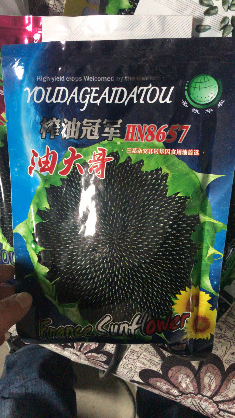 高产超级矮大头油葵种子出油多抗盐碱