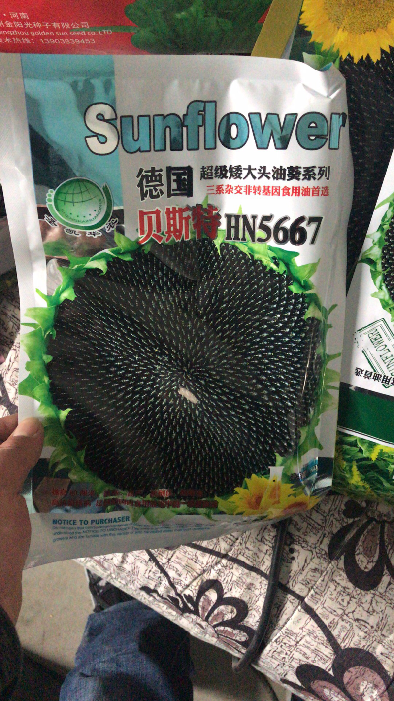 高产超级矮大头油葵种子出油多抗盐碱
