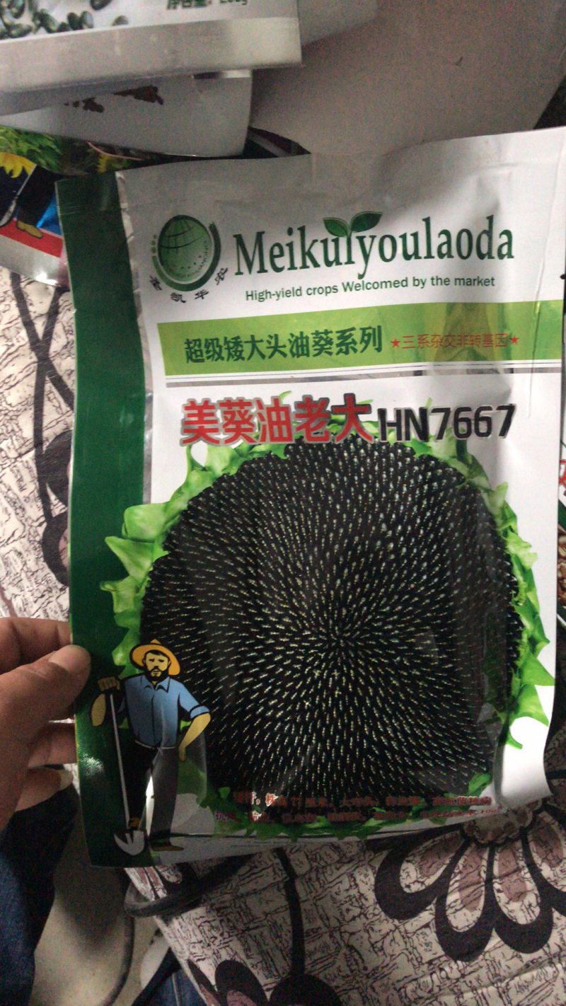 高产超级矮大头油葵种子出油多抗盐碱