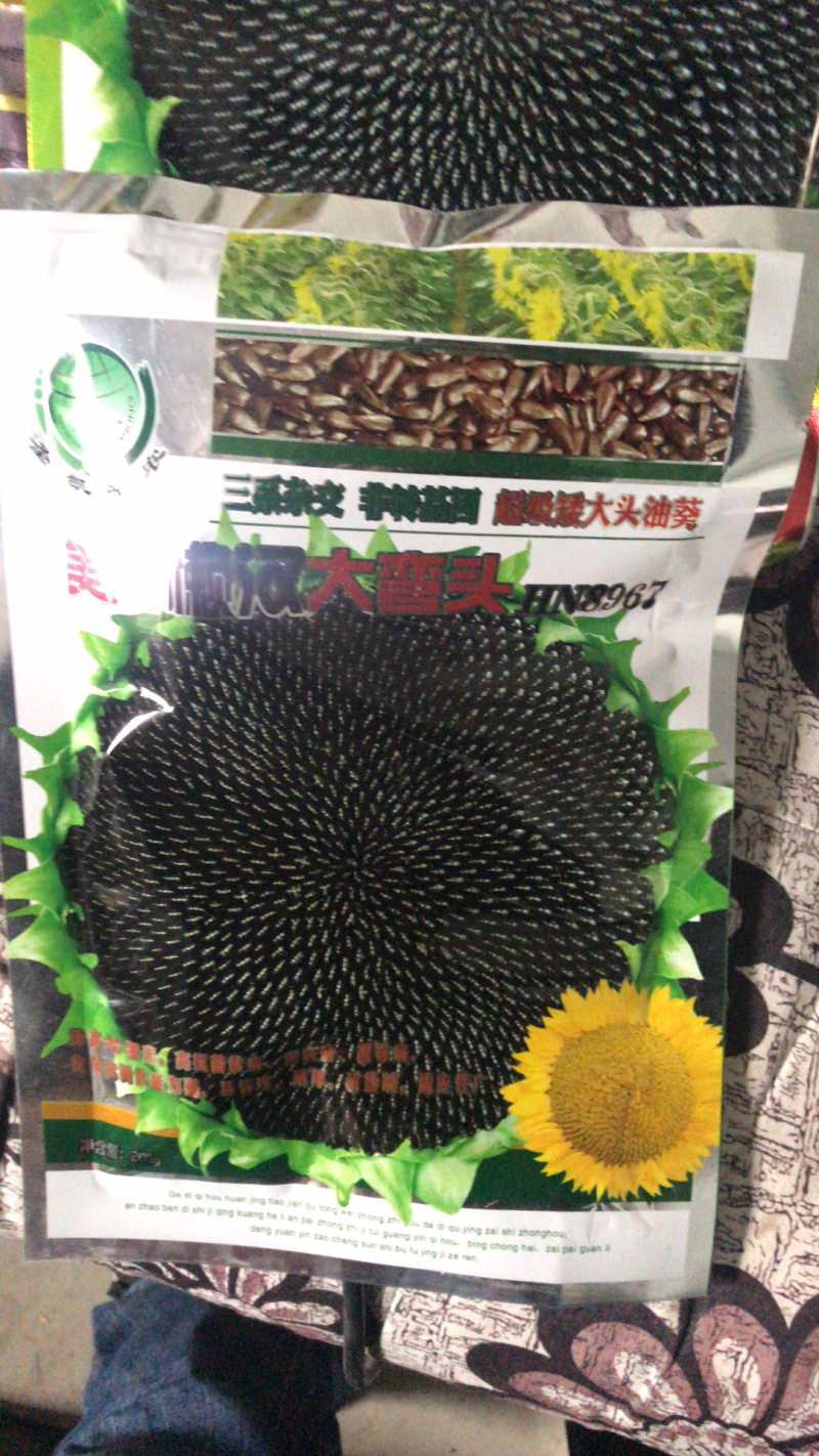 高产超级矮大头油葵种子出油多抗盐碱
