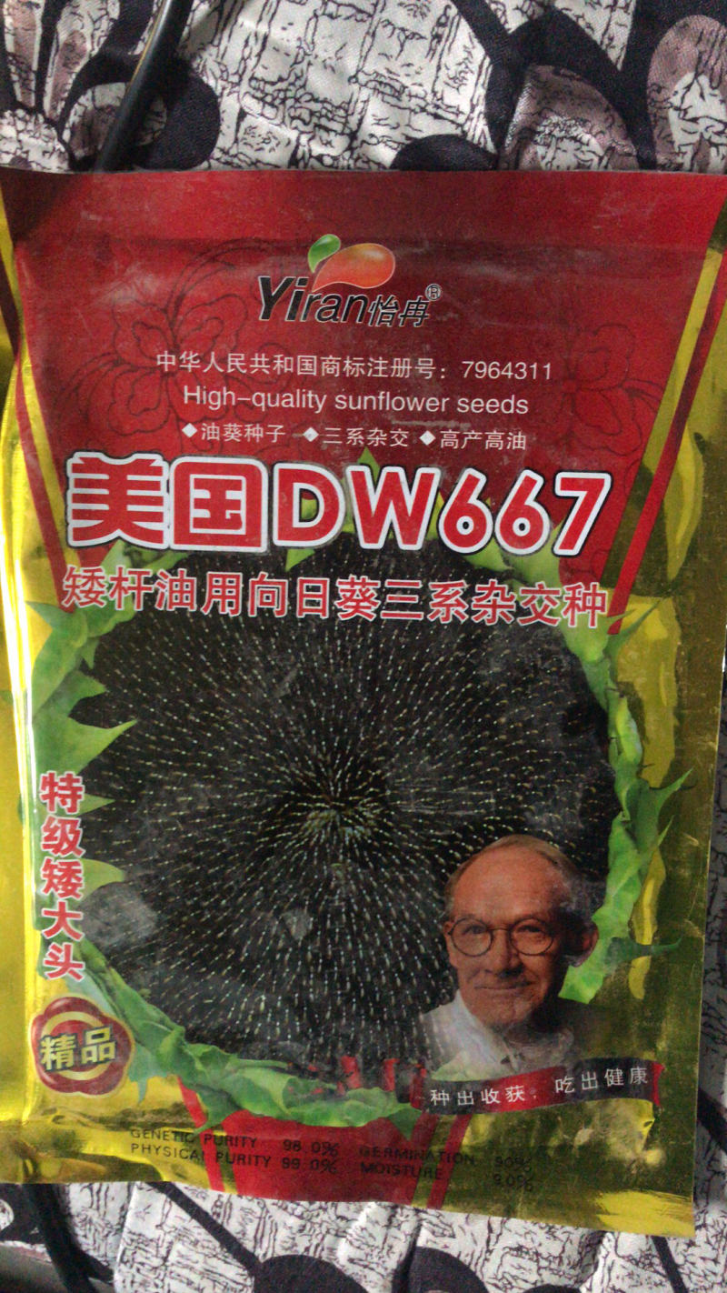 美国超级矮大头油葵种子向日葵种子批发