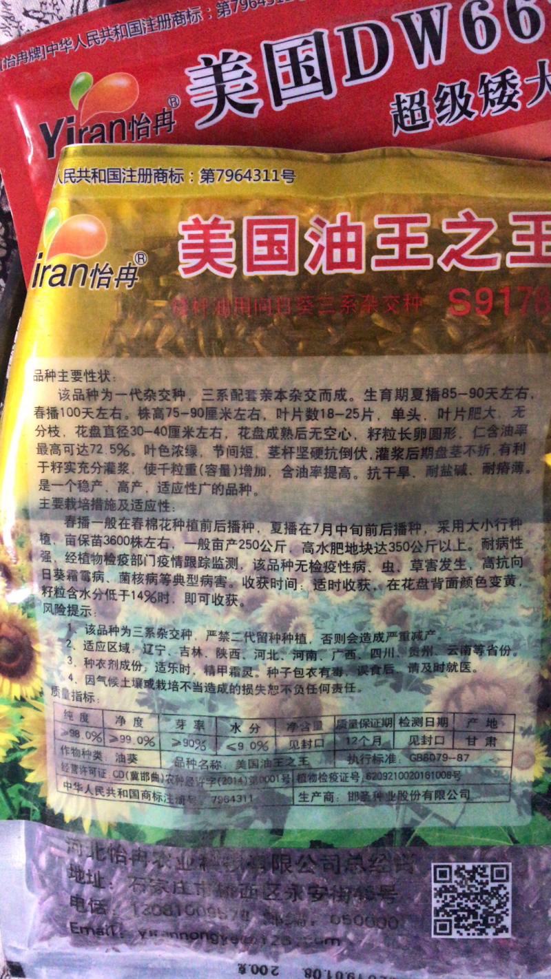 美国超级矮大头油葵种子向日葵种子批发