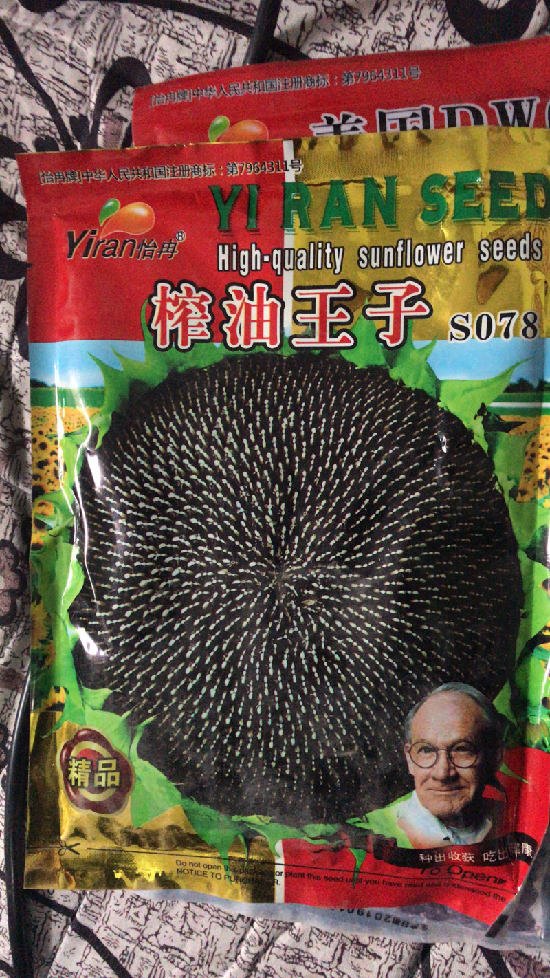 美国超级矮大头油葵种子向日葵种子批发