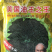 美国超级矮大头油葵种子向日葵种子批发