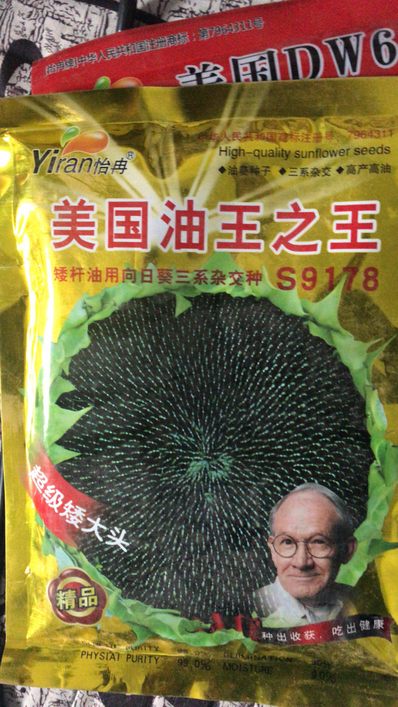 美国超级矮大头油葵种子向日葵种子批发