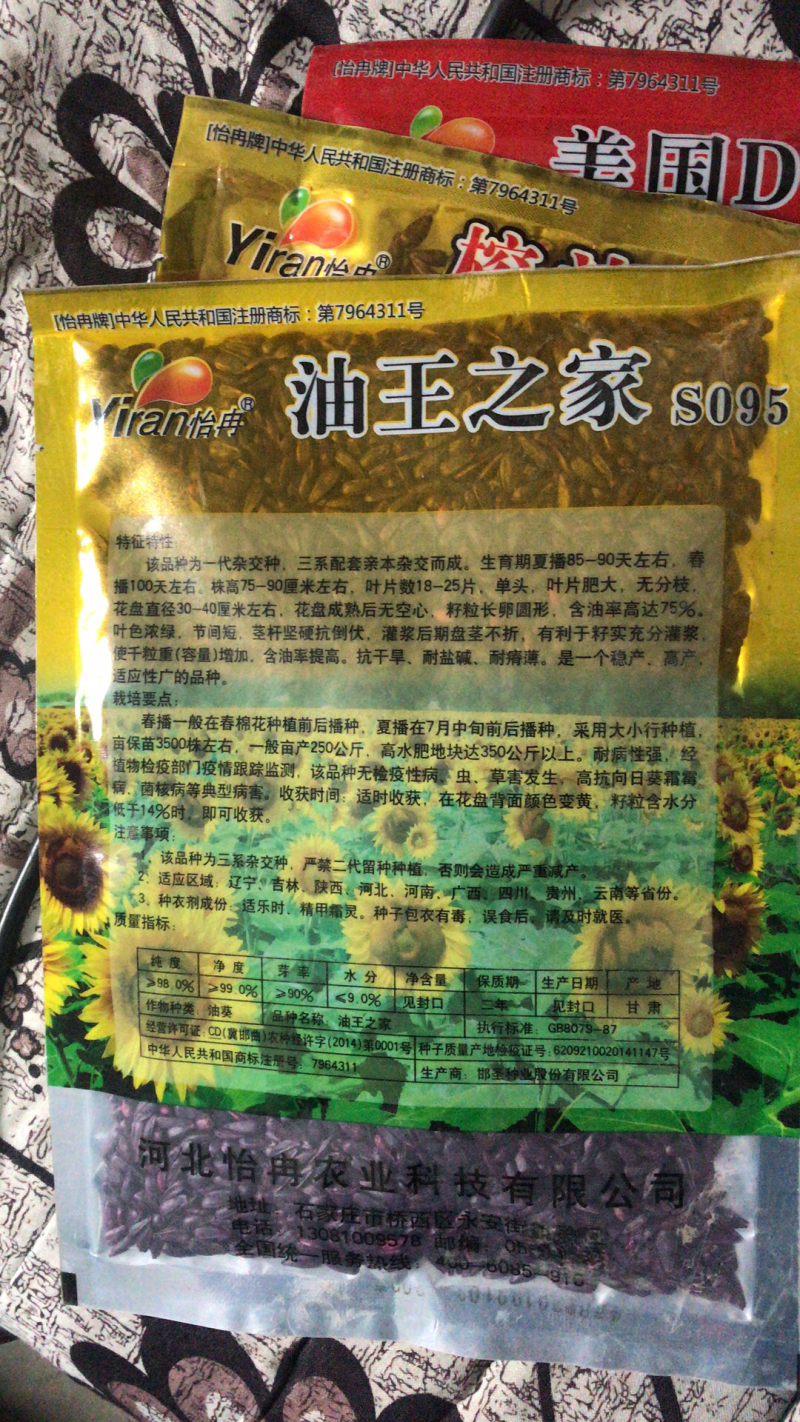 美国超级矮大头油葵种子向日葵种子批发