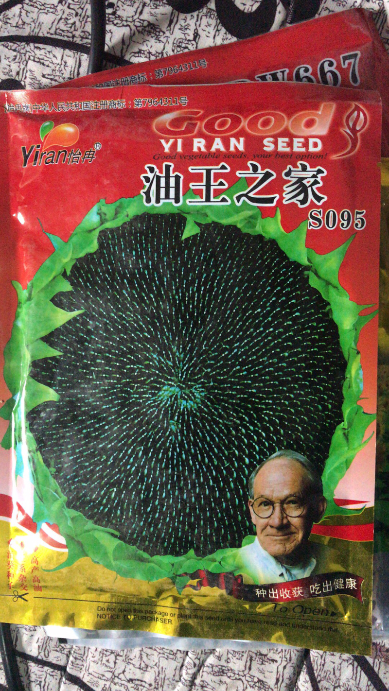 美国超级矮大头油葵种子向日葵种子批发