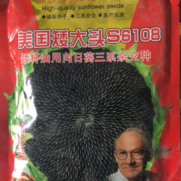 美国超级矮大头油葵种子向日葵种子批发