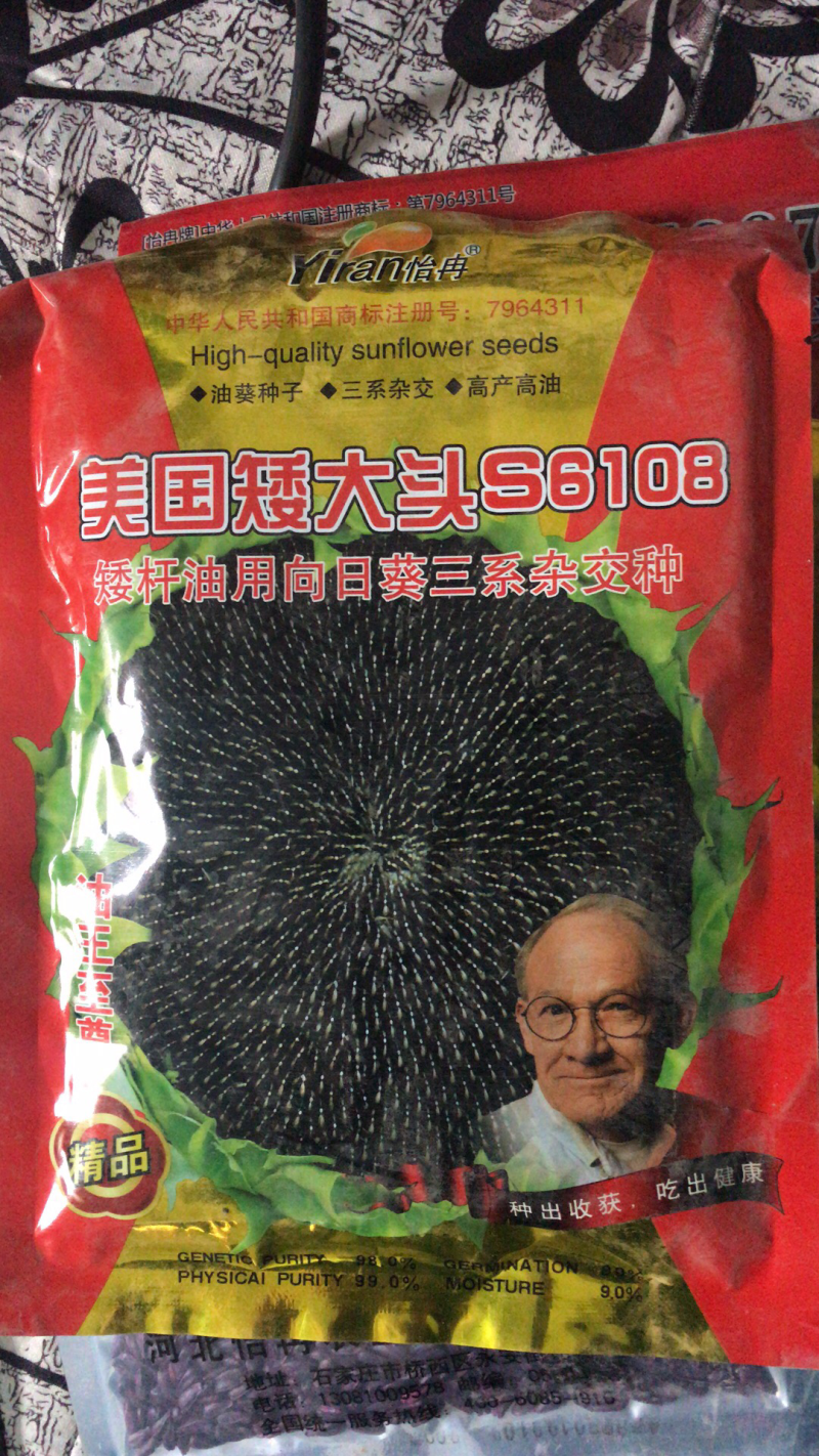 美国超级矮大头油葵种子向日葵种子批发