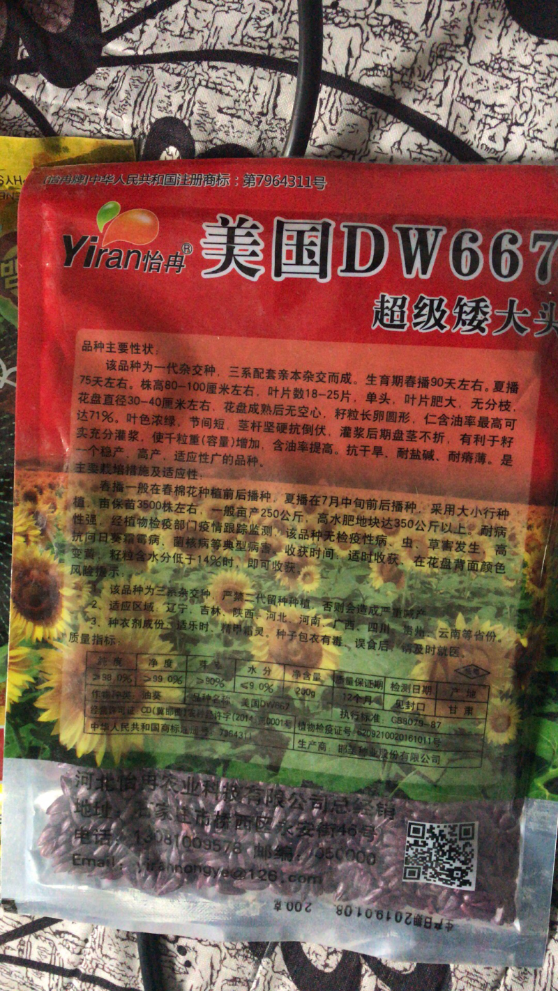 美国超级矮大头油葵种子向日葵种子批发